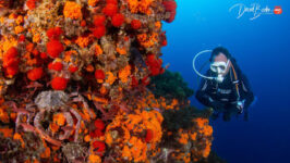 Centro de Buceo Burbujas - Ceuta