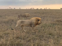 Africae Travel - Aguadulce