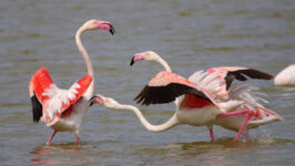 Safari Doñana Wings - Birding and Nature experiences near Sevilla