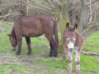 Safari ¿Quieres ser pastor por un día? - Villarroya de los Pinares
