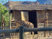 Zoo Oasys Hollywood - Tabernas