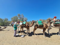 Camel Safari - Maspalomas