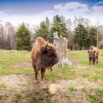 Parque Faunístico Lacuniacha - Piedrafita de Jaca