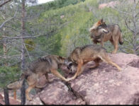 Parque de fauna La Maleza - Tramacastilla