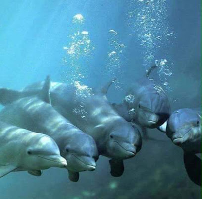 Buceo Dolphins Diving Center - Lloret de Mar